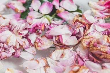 Beyaz arka plan üzerinde solmuş gül tomurcukları