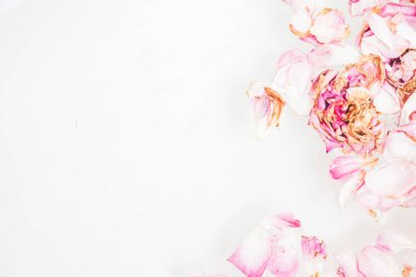 Romantik soyutlama. Beyaz arka plan üzerinde solmuş gül yaprakları