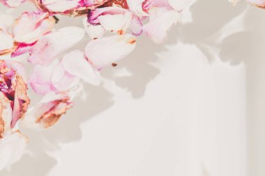 Romantik soyutlama. Beyaz backgrou solmuş gül yaprakları