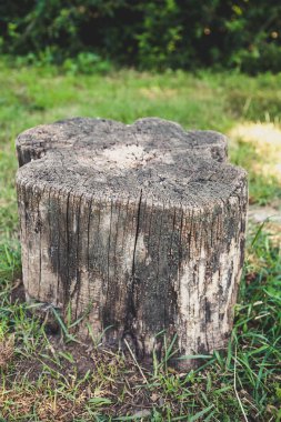 Kuru güdük eski ağaç yaz gününde