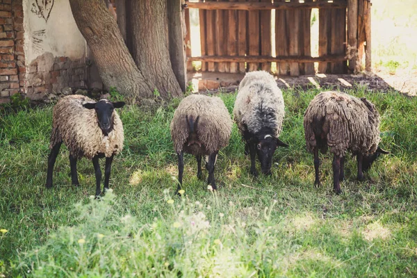 Group of Romanovian sheep on green glade — Stock Photo, Image