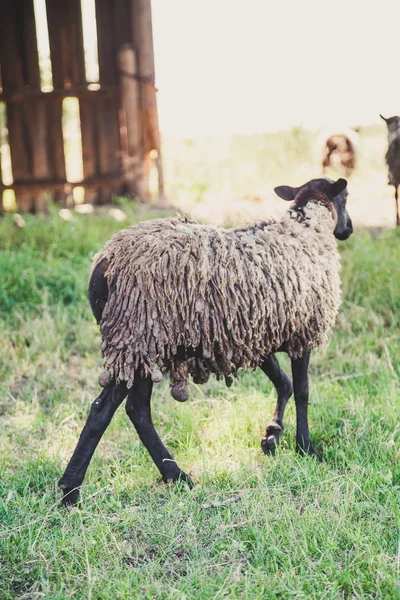 Sheep of Romanov breed on green glade — Stock Photo, Image