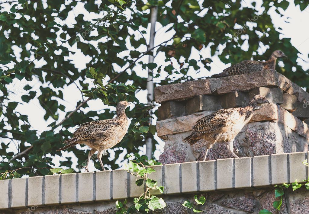 Three young pheasants on stone fence