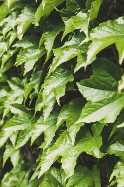 çiçek yeşil arka plan