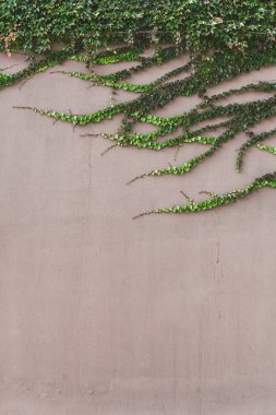 Yeşil çiçek ışınları ile arka plan