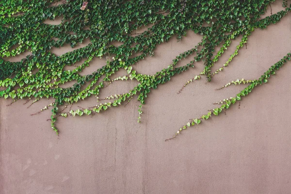 Fundo abstrato com raios florais verdes — Fotografia de Stock