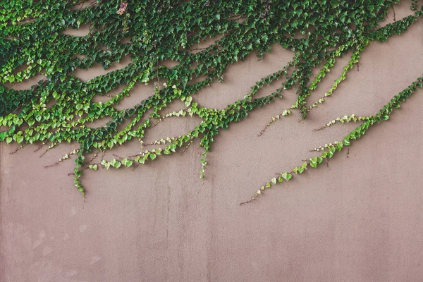 Abstract background with green floral rays — Stock Photo, Image