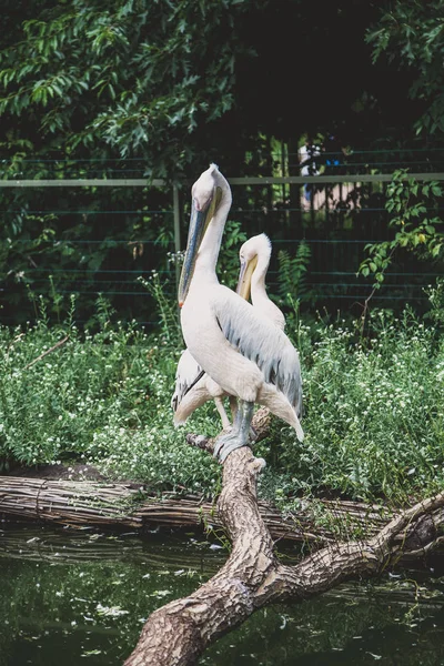 Två vita pelikaner sitter på trädet — Stockfoto