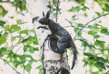 Kabarık kulaklar ile karanlık sincap huş ağacı üzerinde oturur