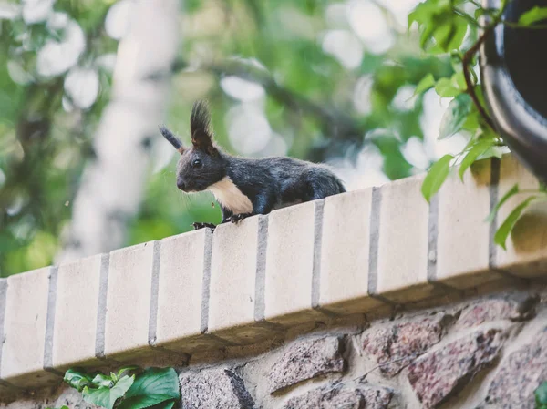Rotes Eichhörnchen sitzt auf Ziegelmauer — Stockfoto