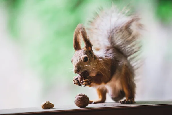 Ekorren gnager nötter på trähylla — Stockfoto