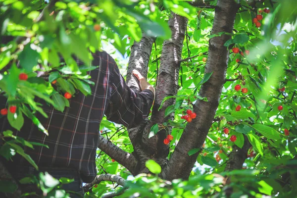 Man holds onto branch on cherry tree — Stock Photo, Image