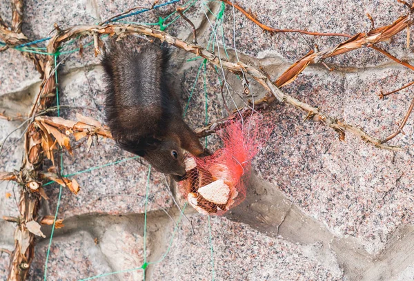 Eekhoorn hangt ondersteboven aan hek en gnaws op koekjes — Stockfoto