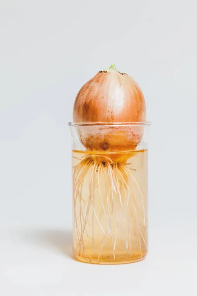 Лампочка с корнями в стеклянном стакане — стоковое фото