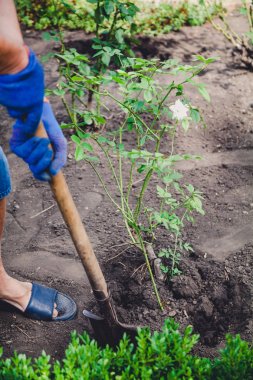 adam bush gül kürekle öğleden sonra digs