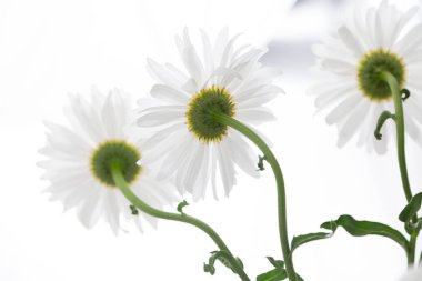 Papatya özgün perspektif içinde