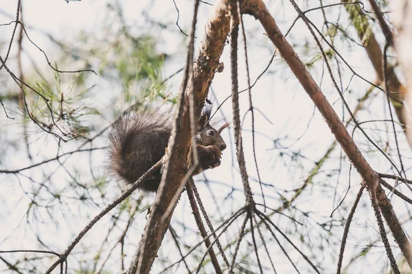 Rotes flauschiges Eichhörnchen sitzt auf Ast — Stockfoto