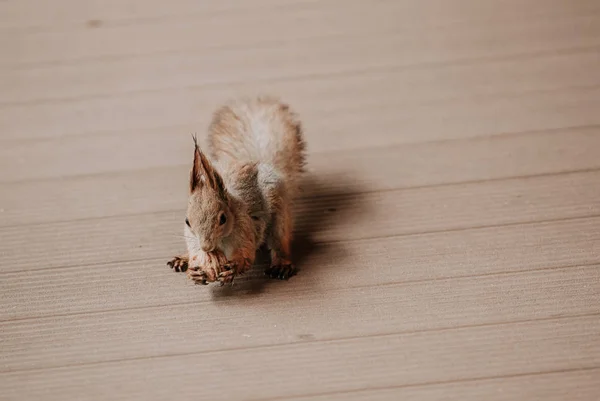 Esquilo com orelhas macias senta-se no chão de madeira — Fotografia de Stock
