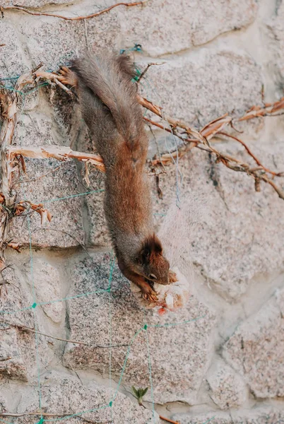 Eichhörnchen hängt kopfüber am Zaun und nagt an Keksen — Stockfoto