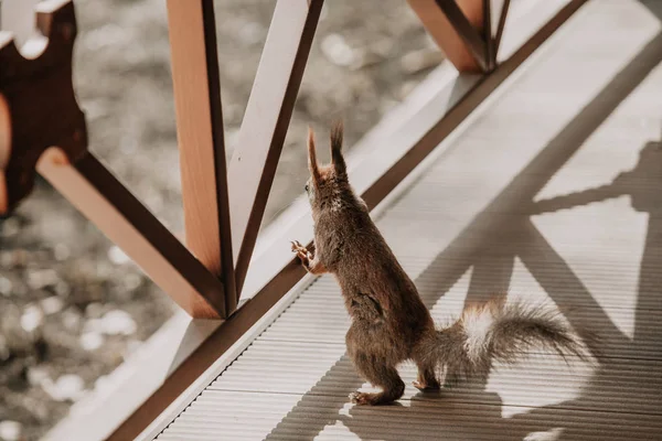 Rotes Eichhörnchen lehnt am Terrassenzaun — Stockfoto