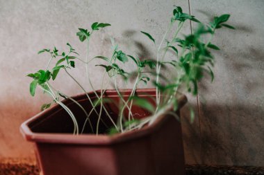 Plastik kap içinde küçük domates lahanası