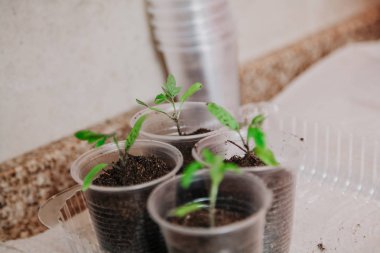 Beyaz yuvarlak kutuda genç yeşil lahanası