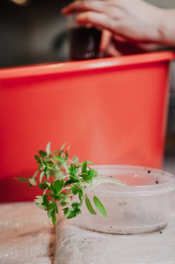 Toprak olmadan genç yeşil lahanası yuvarlak kutuda yalan