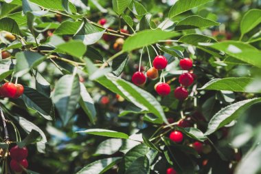 Olgun kırmızı kiraz yeşil yaprakları ile dal ağırlığında