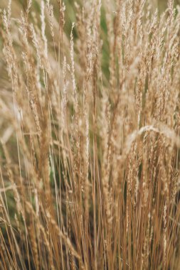 Spikelets bulanık arka plan üzerinde.