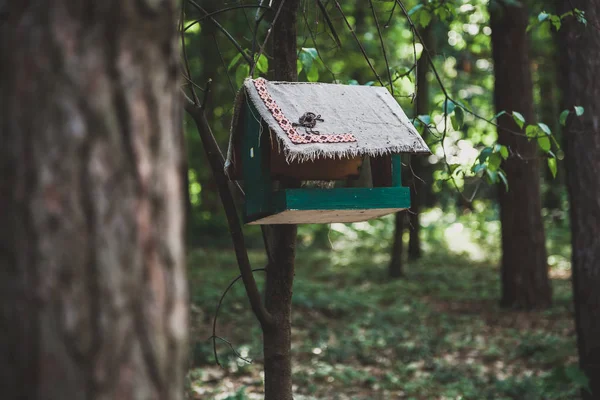 Деревянный кормушка для птиц на ветке — стоковое фото