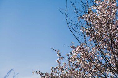 Branch of blossoming cherry on blue sky background