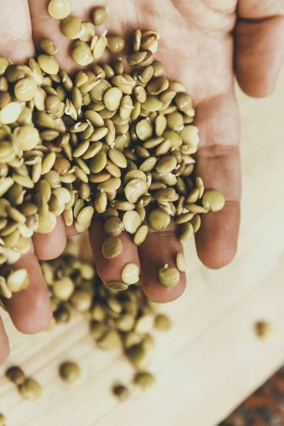 Çiftçi elleri. Filiz mercimek el tutar