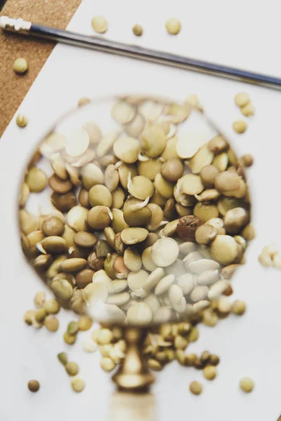 Семена чечевицы под лупой — стоковое фото