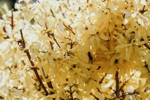 Yellow flowers on branch of bush forzicia — Stok fotoğraf