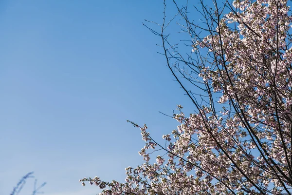 Branch of blossoming cherry on blue sky background — Stock Photo, Image