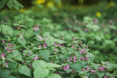 Mor çiçeklerle yeşil bitkiler