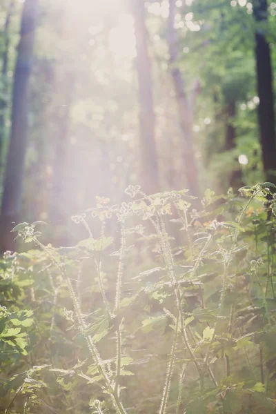 Blooming celandine in bright sunshine — Stock Photo, Image