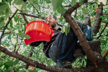 adam ağaçta meyve hasat