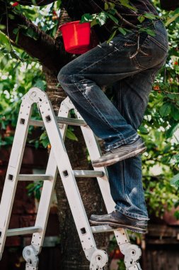 man in jeans climbs tree from  stairs clipart