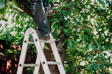 erkek kot pantolon ağaç merdiven--dan tırmanıyor.