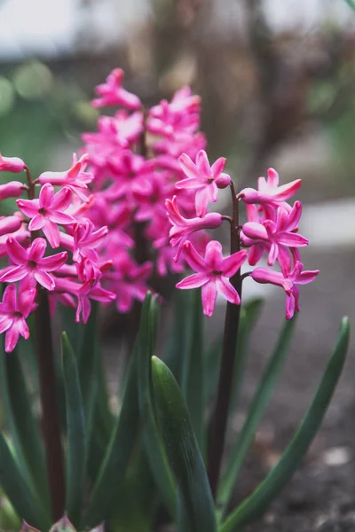 Helder roze hyacinten bloemen groeien op groente tuin — Stockfoto