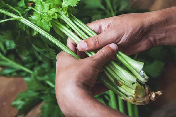 Hands hold  bunch of green celery — Stock Photo, Image