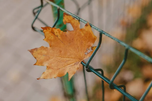Gevallen esdoorn blad weegt op metalen hek — Stockfoto