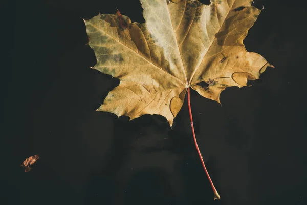 Žlutý javorový list leží na vodě zblízka — Stock fotografie