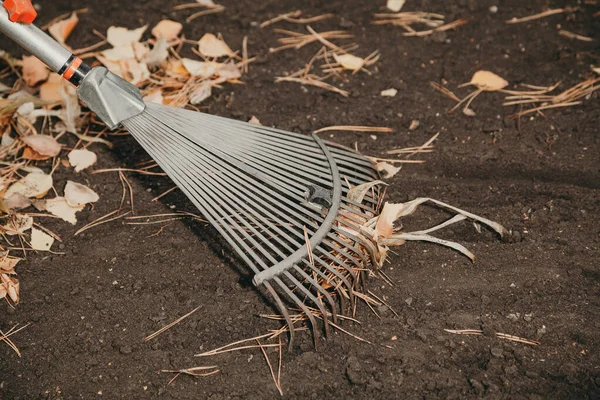 Fan hark cultiveren zwarte aarde close-up — Stockfoto