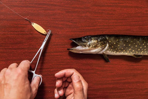 Las manos sacan el cebo de la boca del lucio de cerca — Foto de Stock