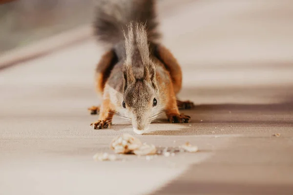 바닥에 너트를 먹는 푹신한 귀와 붉은 다람쥐 — 스톡 사진