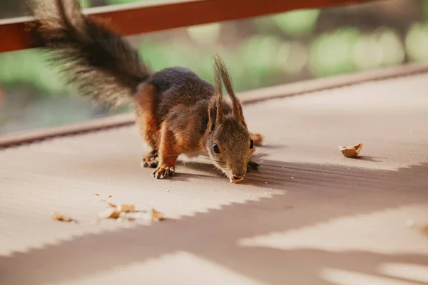 Esquilo vermelho com orelhas fofas comendo noz no chão — Fotografia de Stock