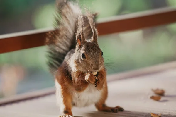 Eichhörnchen mit flauschigen Ohren sitzt auf dem Boden der Veranda — Stockfoto