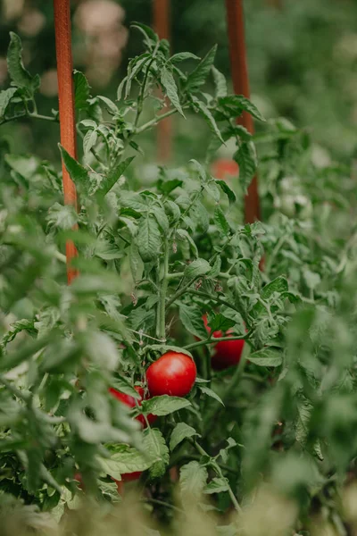 Tomates rouges mûres brillantes poussent sur le buisson vert — Photo